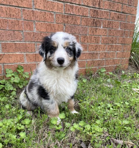 Available Puppies For Sale | S and F Australian Shepherds